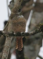 Barred Puffbird - Nystalus radiatus