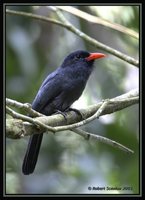 Black-fronted Nunbird - Monasa nigrifrons