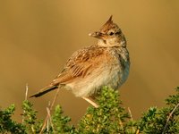 Crested Lark - Galerida cristata