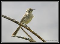 Long-tailed Mockingbird - Mimus longicaudatus