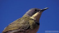 Rudd's Apalis - Apalis ruddi