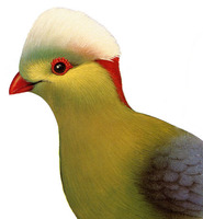 Prince Ruspoli's Turaco - (Tauraco ruspoli)