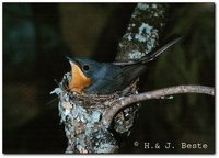 Leaden Flycatcher - Myiagra rubecula