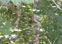 Yucatan Vireo - Vireo magister