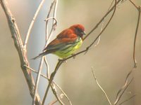 Chestnut Bunting - Emberiza rutila