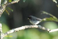 Double-collared Seedeater - Sporophila caerulescens