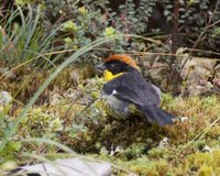 Yellow-breasted Brush-Finch - Atlapetes latinuchus