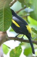 Golden-winged Cacique - Cacicus chrysopterus