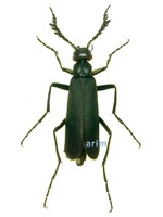 먹가뢰 - Epicauta chinensis taishoensis