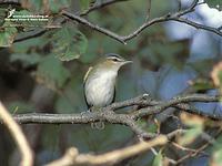 Red-eyed vireo, Chivi Vireo