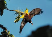 Montezuma Oropendola follows  