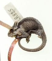 Holotype of Bradypodion thamnobates