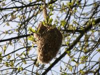 nest of a Eurasian penduline tit