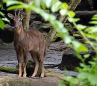 Zoo200710 007c Goral