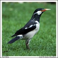 Pied Myna