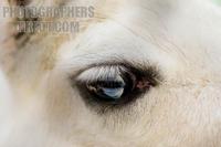 Photo of the eye of a Llama , Lama glama stock photo