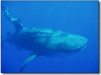 Whale Shark
