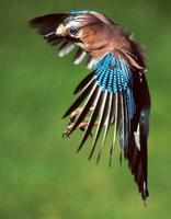 Jay (Garrulus glandarius)