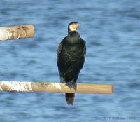 민물가마우지 Great Cormorant Phalacrocorax carbo