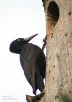 Black Woodpecker Drycopus martius 까막딱따구리