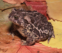 Wyoming-Toad-pic.jpg