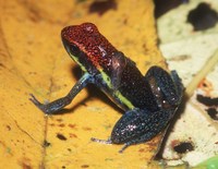 : Ameerega macero; Macero Dart Poison Frog