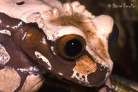 : Anotheca spinosa; Coronated Treefrog