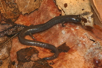 : Batrachoseps major; Garden Slender Salamander