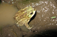 : Bufo fernandezae