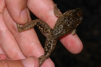 : Craugastor ranoides