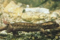 : Euproctus montanus; Corsican Brook Salamander