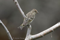 : Carduelis pinus; Pine Siskin