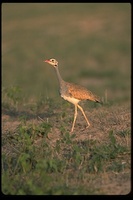 : Eupodotis senegalensis canicollis; White Bellied Bustard