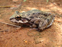 : Thoropa miliaris