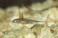 : Triturus carnifex