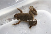 : Xenopus amieti