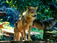 : Canis lupus baileyi; Mexican Gray Wolf