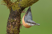 : Sitta europaea; Nuthatch