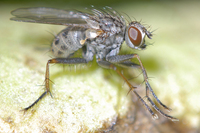 : Coenosia humilis; Tiger Fly