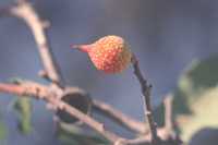 : Disholcaspis plumbella; The Beaked Twig Gall Wasp;