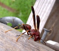 : Polistes carolina; Red Wasp, Red Paper Wasp