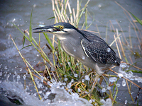 검은댕기해오라기 Butorides striatus | green-backed heron