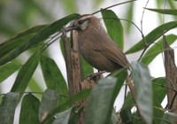 カオジロガビチョウ White-browed Laughingthrush Garrulax sannio