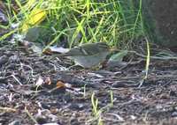 Hume's Leaf Warbler (Phylloscopus humei)