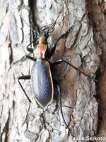 Carabus arcadicus arcadicus