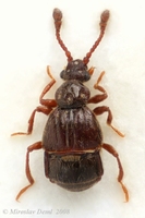 Brachygluta fossulata