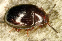 Scaphidema metallicum