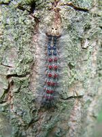 Lymantria dispar - Gypsy Moth