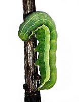 Orthosia gothica - Hebrew Character