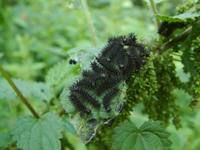 Araschnia levana - Map Butterfly